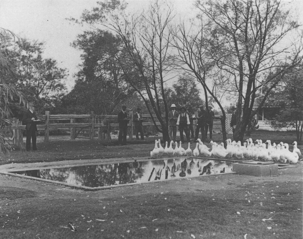 Farmers observing a flock of ducks [Hawkesbury Agricultural College (HAC)]