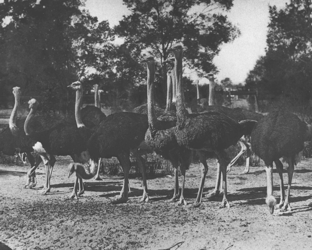 Flock of ostriches [Hawkesbury Agricultural College (HAC)]