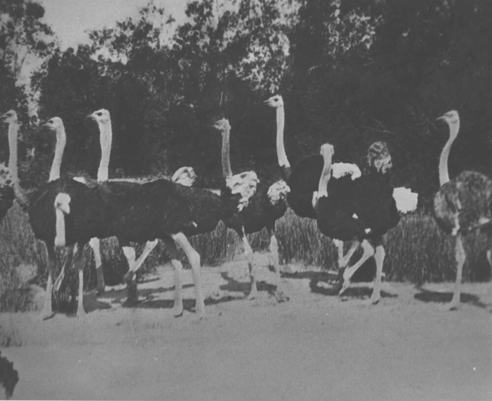 Flock of ostriches [Hawkesbury Agricultural College (HAC)]