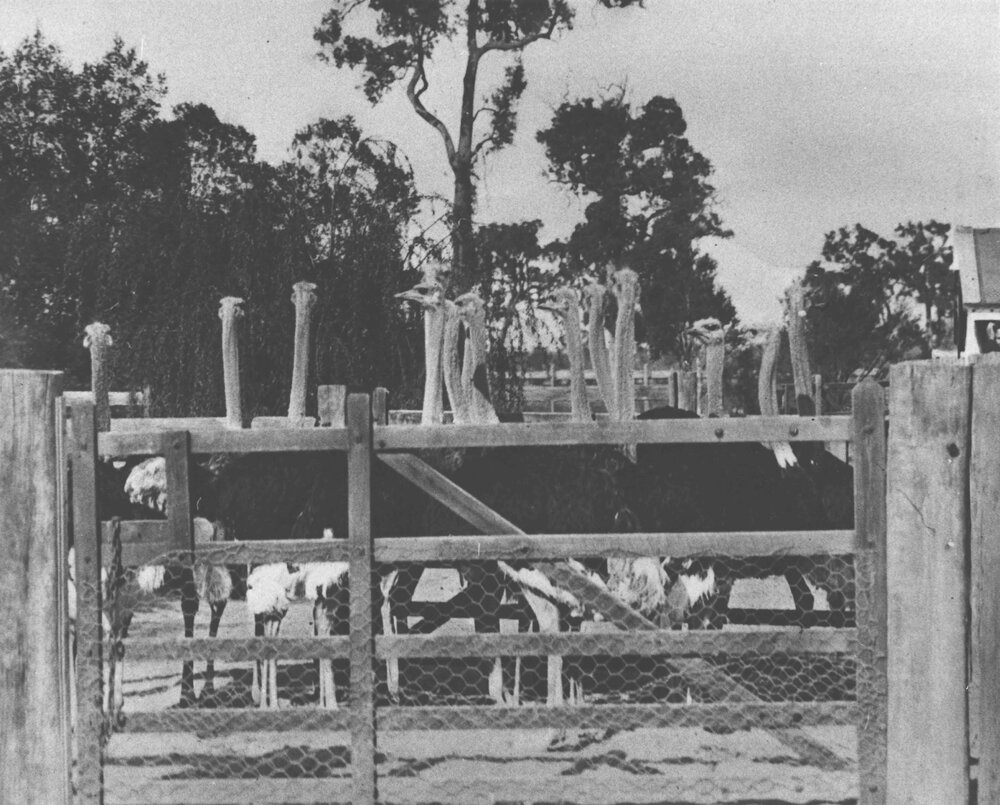 Flock of ostriches in a yard [Hawkesbury Agricultural College (HAC)]