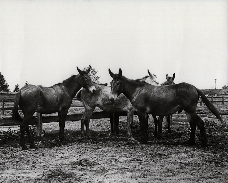 Four mules standing in a yard [Hawkesbury Agricultural College (HAC)]