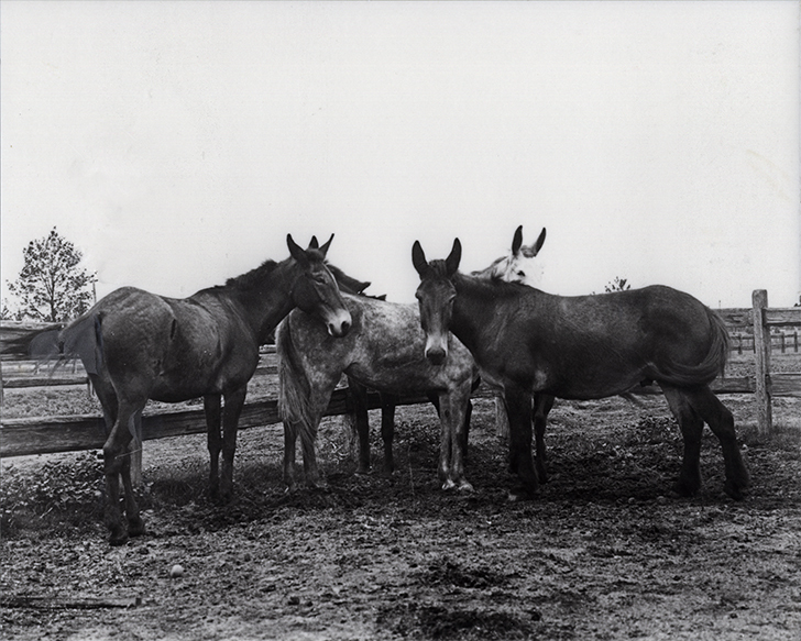 Four mules standing in a yard [Hawkesbury Agricultural College (HAC)]