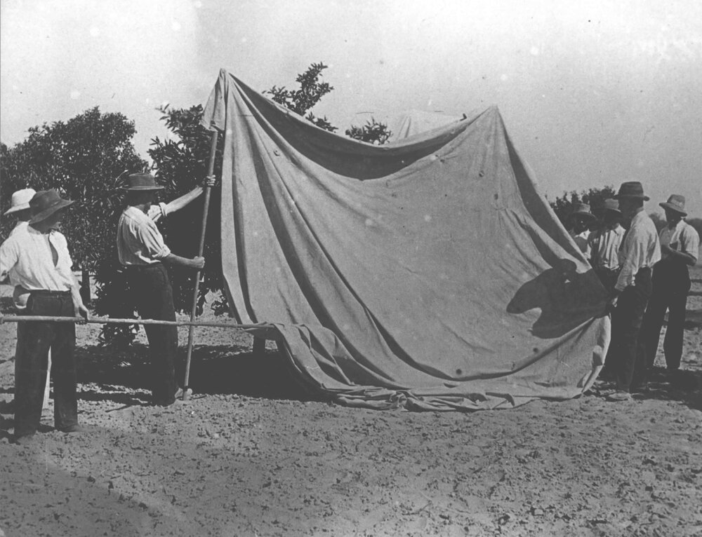 Fumigating trees in orchard for scale insects using strychnine [Hawkesbury Agricultural College (HAC)]