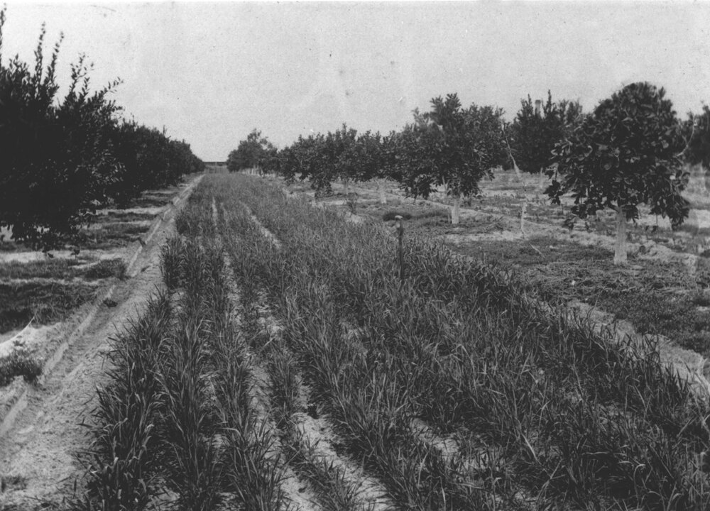 Green manure crop sown between rows in orchard [Hawkesbury Agricultural College (HAC)]