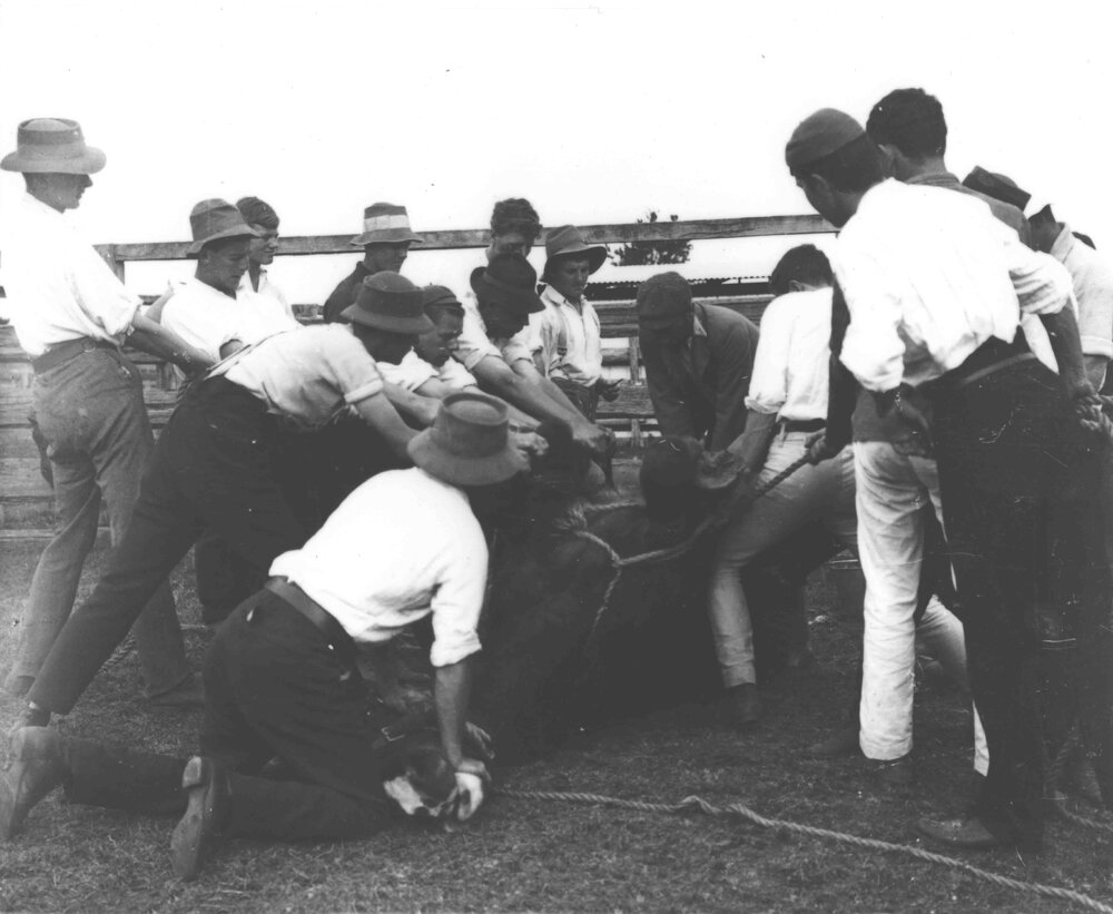 Horse casting - horse down (4 of 7) [Hawkesbury Agricultural College (HAC)]