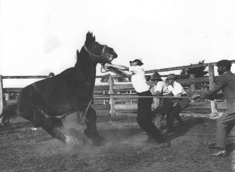 Horse casting - horse going down (2 of 7) [Hawkesbury Agricultural College (HAC)]