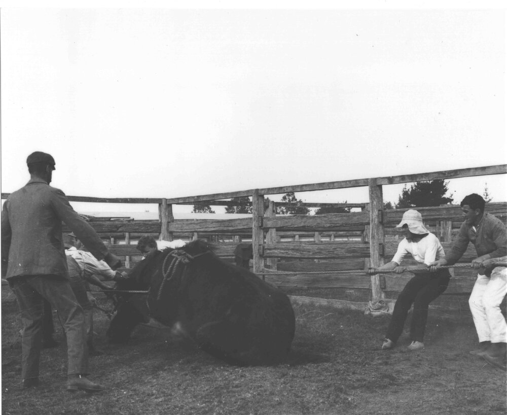 Horse casting - horse nearly down (3 of 7) [Hawkesbury Agricultural College (HAC)]