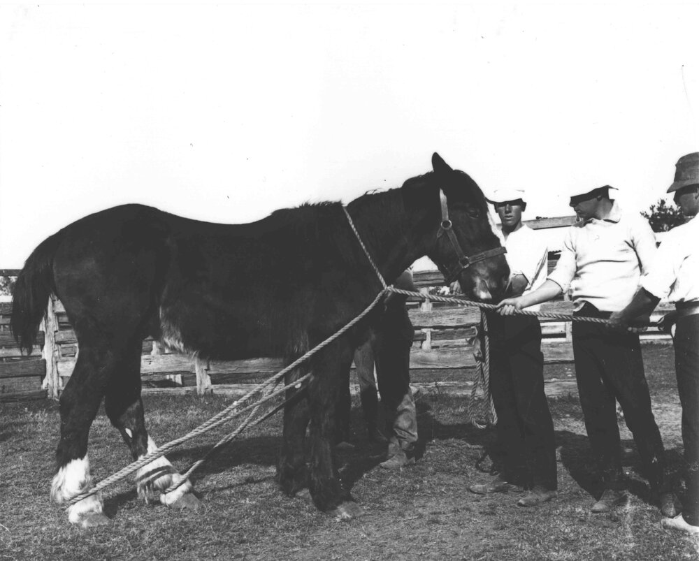 Horse casting - students preparing a horse for casting (1 of 7) [Hawkesbury Agricultural College (HAC)]