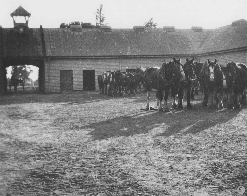 Horses (Clydesdales) inside Stable Square, early morning [Hawkesbury Agricultural College (HAC)]