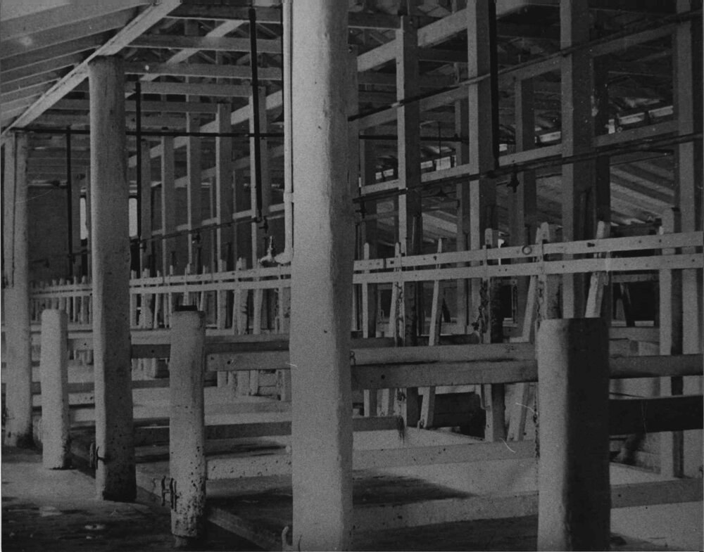 Inside stanchion cow bails - machine milking [Hawkesbury Agricultural College (HAC)]