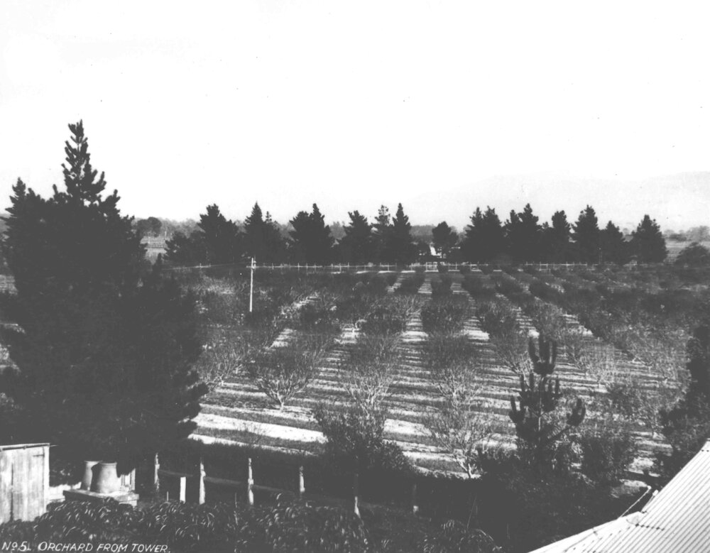 Looking across the orchard from the Western tower - looking towards the Blue Mountains [Hawkesbury Agricultural College (HAC)]
