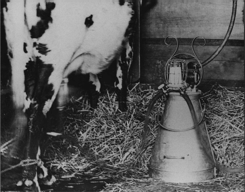 Machine milking [Hawkesbury Agricultural College (HAC)]