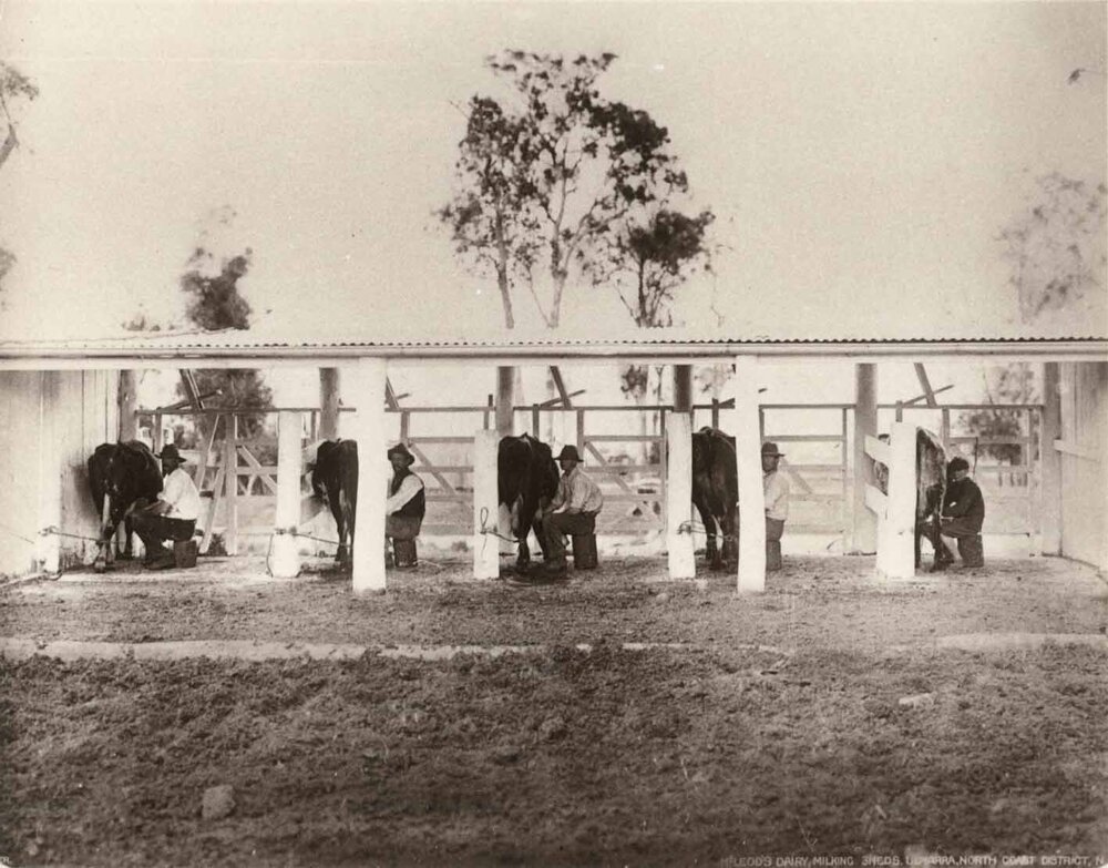 Milking bails - Cows being milked by hand [Hawkesbury Agricultural College (HAC)]
