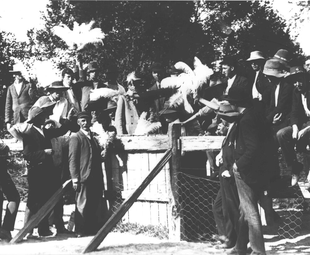 Mr McCue and students sitting on, and standing against a fence holding ostrich feathers [Hawkesbury Agricultural College (HAC)]