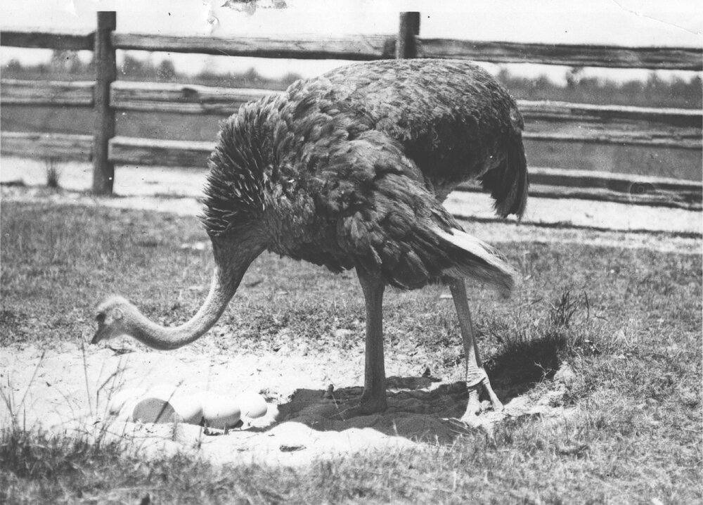 Ostrich guarding her eggs [Hawkesbury Agricultural College (HAC)]