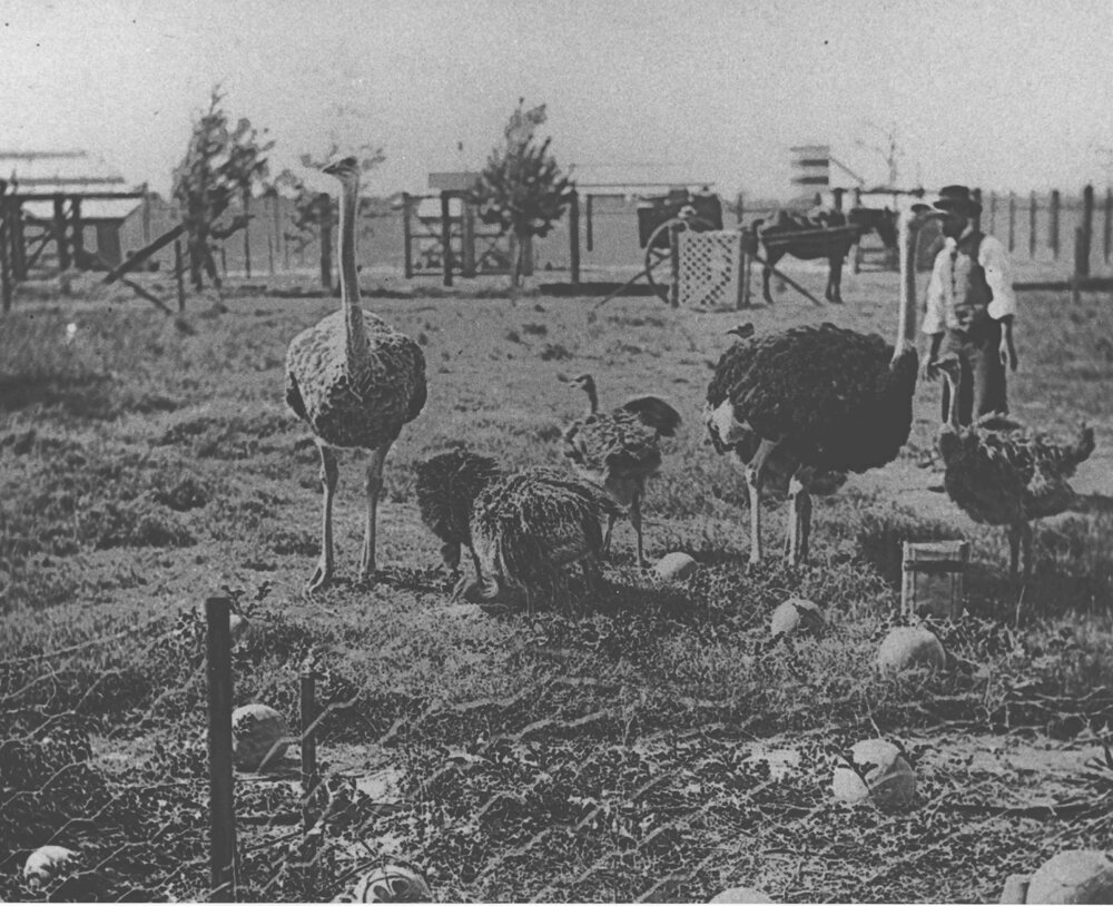 Ostriches and their chicks - a horse and wagon in the background [Hawkesbury Agricultural College (HAC)]