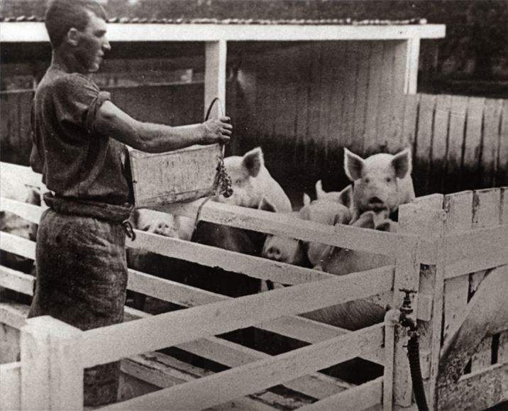 Piggery - Student feeding pigs in yards with open sheds [Hawkesbury Agricultural College (HAC)]