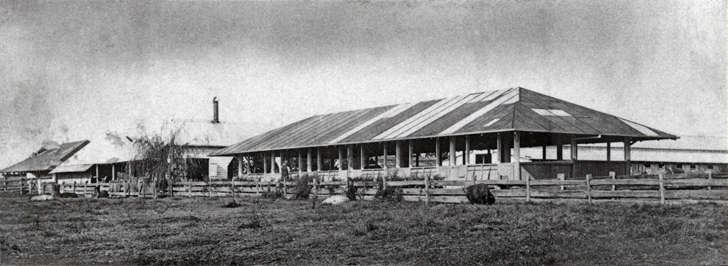 Piggery buildings - from right farrowing shed, smoke house, office and another building [Hawkesbury Agricultural College (HAC)]