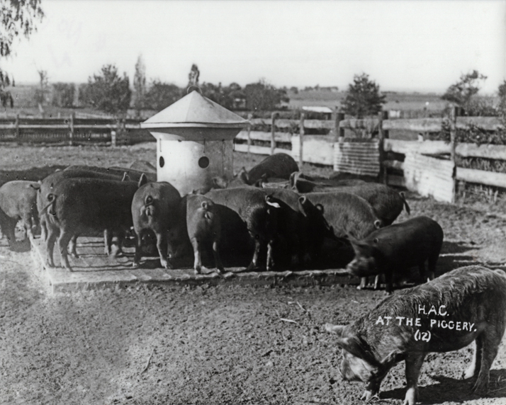 Pigs - Feeding in the yard [Hawkesbury Agricultural College (HAC)]