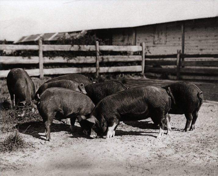 Pigs - Young Berkshire boars feeing in a yard with the Piggery Office behind [Hawkesbury Agricultural College (HAC)]