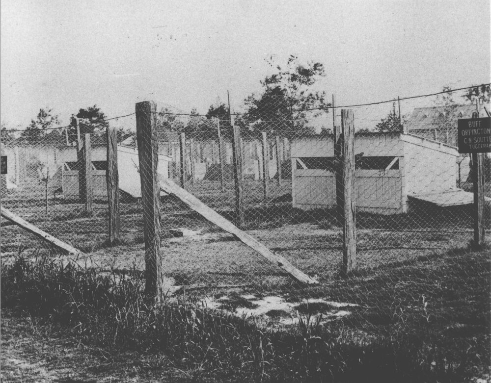 Poultry section [Hawkesbury Agricultural College (HAC)]