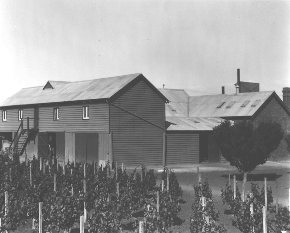 Preserving Shed (exterior) - staked grape vines in foreground [Hawkesbury Agricultural College (HAC)]