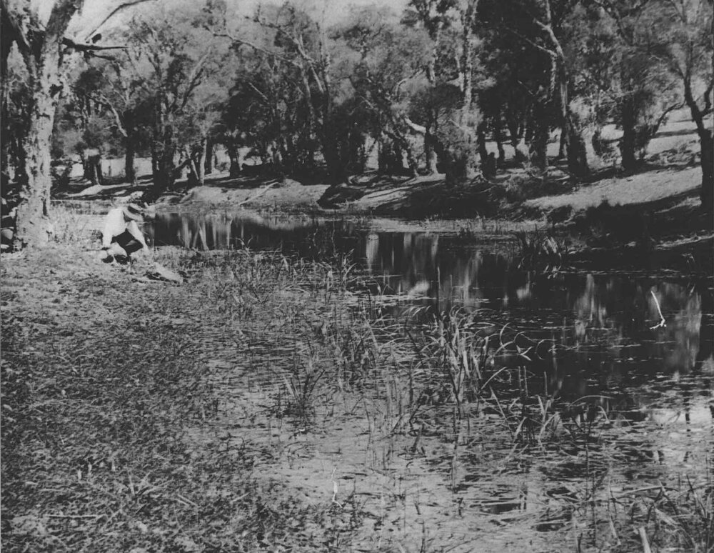 Rickaby's Creek - Collecting samples? [Hawkesbury Agricultural College (HAC)]