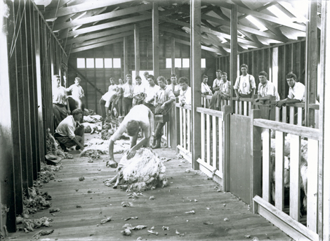 Shearing Shed (interior) - Students shearing sheep with hand (blade) shears [Hawkesbury Agricultural College (HAC)]