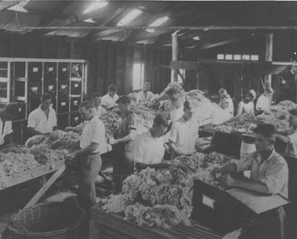 Shearing Shed (interior) - Wool classing, students sorting/grading fleeces [Hawkesbury Agricultural College (HAC)]