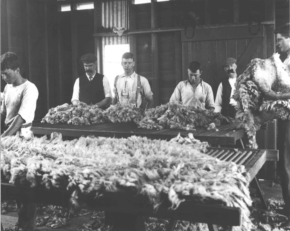 Shearing Shed (interior) - Wool classing, students sorting/grading fleeces [Hawkesbury Agricultural College (HAC)]