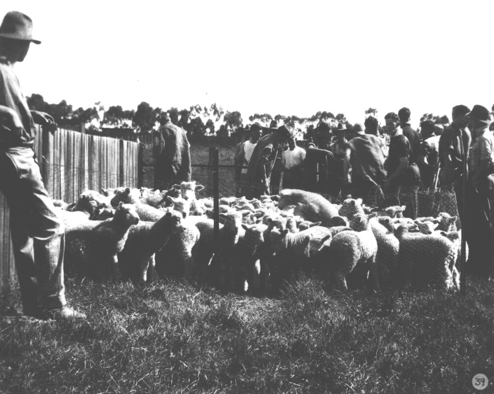 Sheep - Group of students around a pen of lambs [Hawkesbury Agricultural College (HAC)]