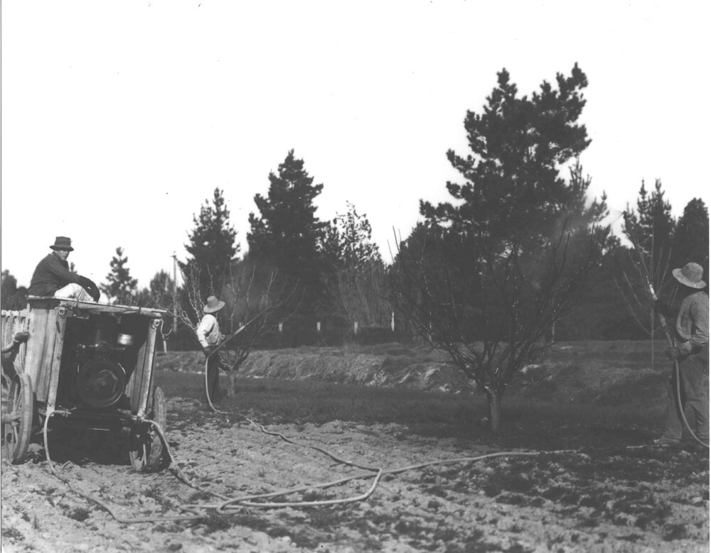 Spraying in the Orchard [Hawkesbury Agricultural College (HAC)]