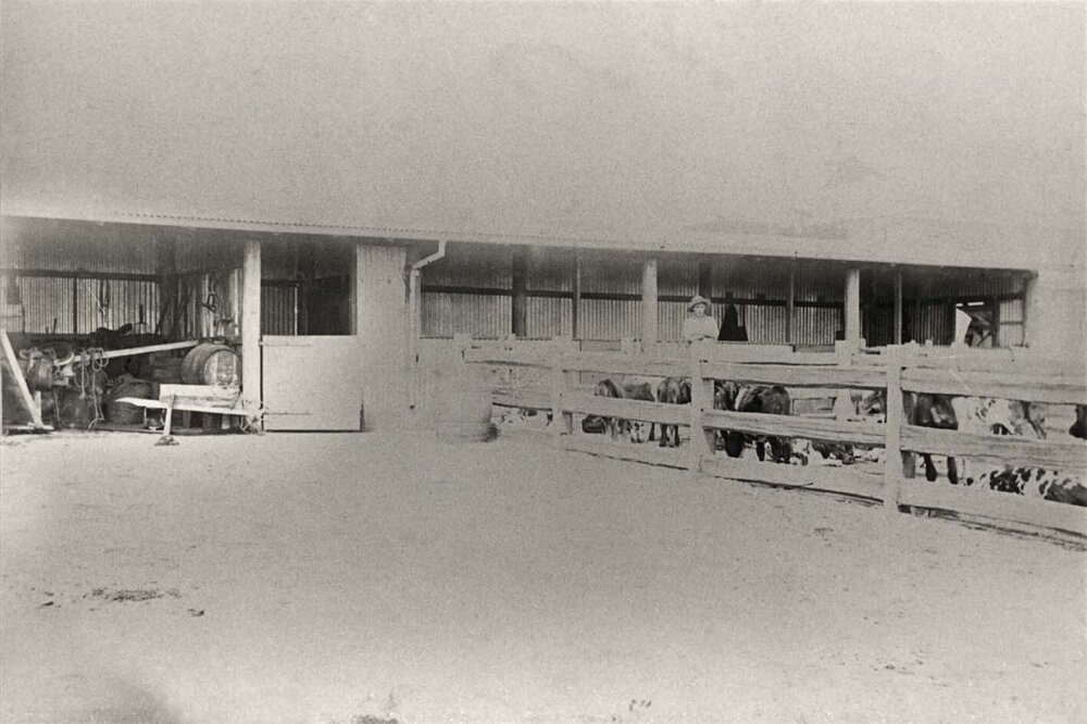 Student and calves in holding yard (Print 1 of 2) [Hawkesbury Agricultural College (HAC)]