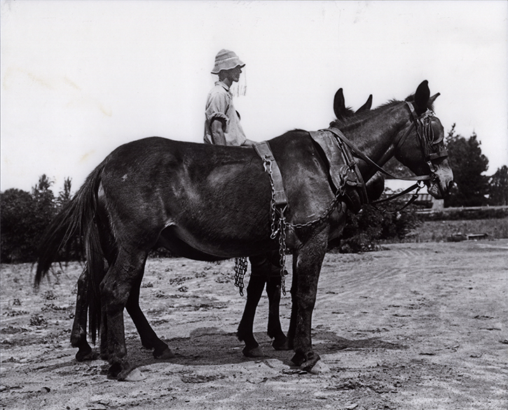 Student sitting on one of two mules harnessed for work [Hawkesbury Agricultural College (HAC)]