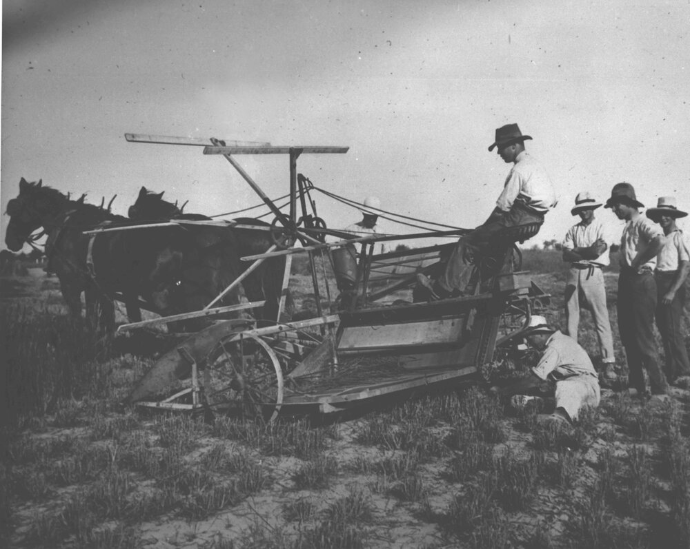 Student under instruction on a reaping machine pulled by a three-horse team, in the field [Hawkesbury Agricultural College (HAC)]