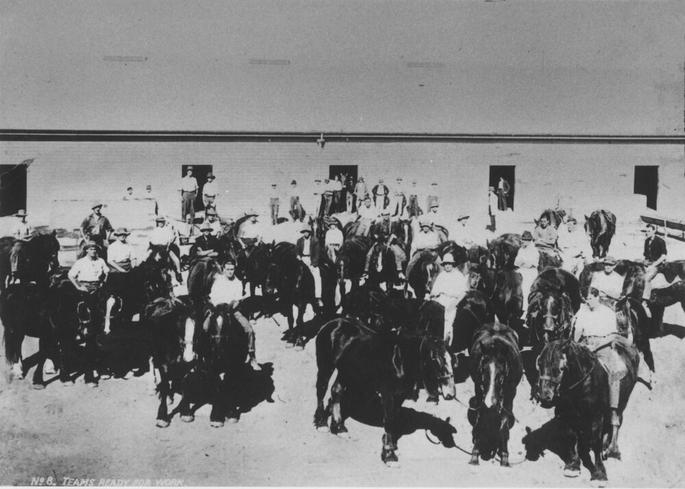 Students and horses inside Stable Square [Hawkesbury Agricultural College (HAC)]