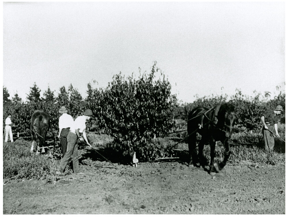 Students and horses working in the orchard [Hawkesbury Agricultural College (HAC)]