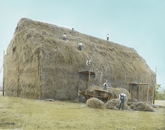Students building large building shaped haystack [Hawkesbury Agricultural College (HAC)]