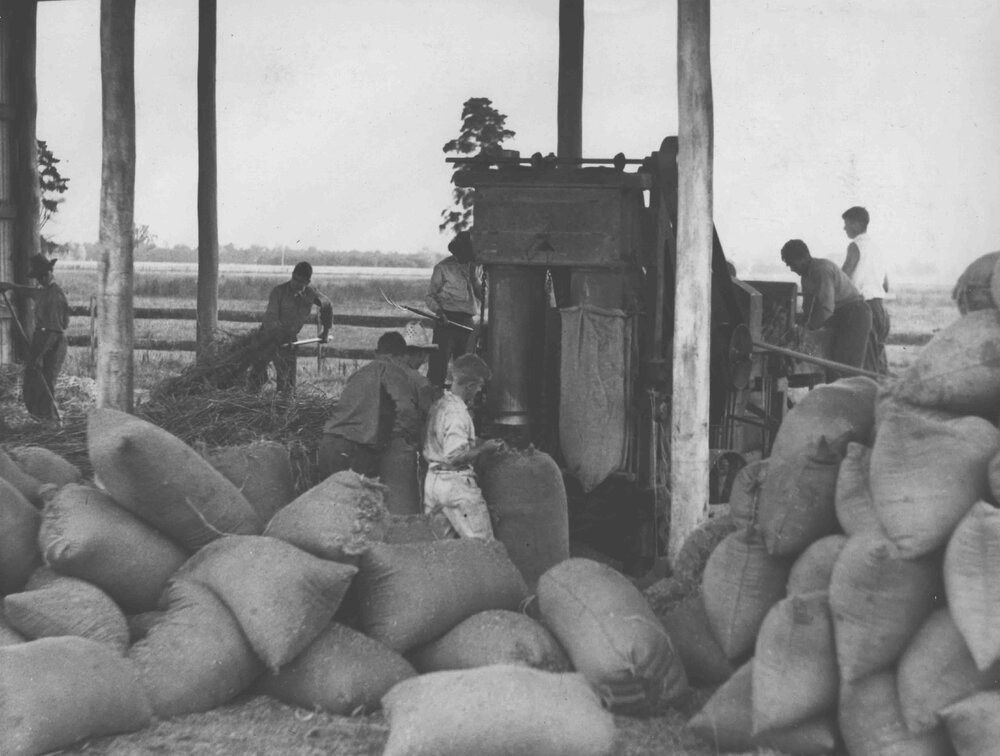 Students chaffing and bagging hay - using a tractor for power [Hawkesbury Agricultural College (HAC)]