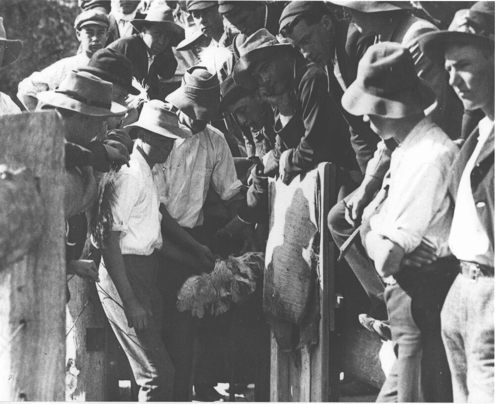 Students holding an ostrich by its back feathers, other students looking on [Hawkesbury Agricultural College (HAC)]