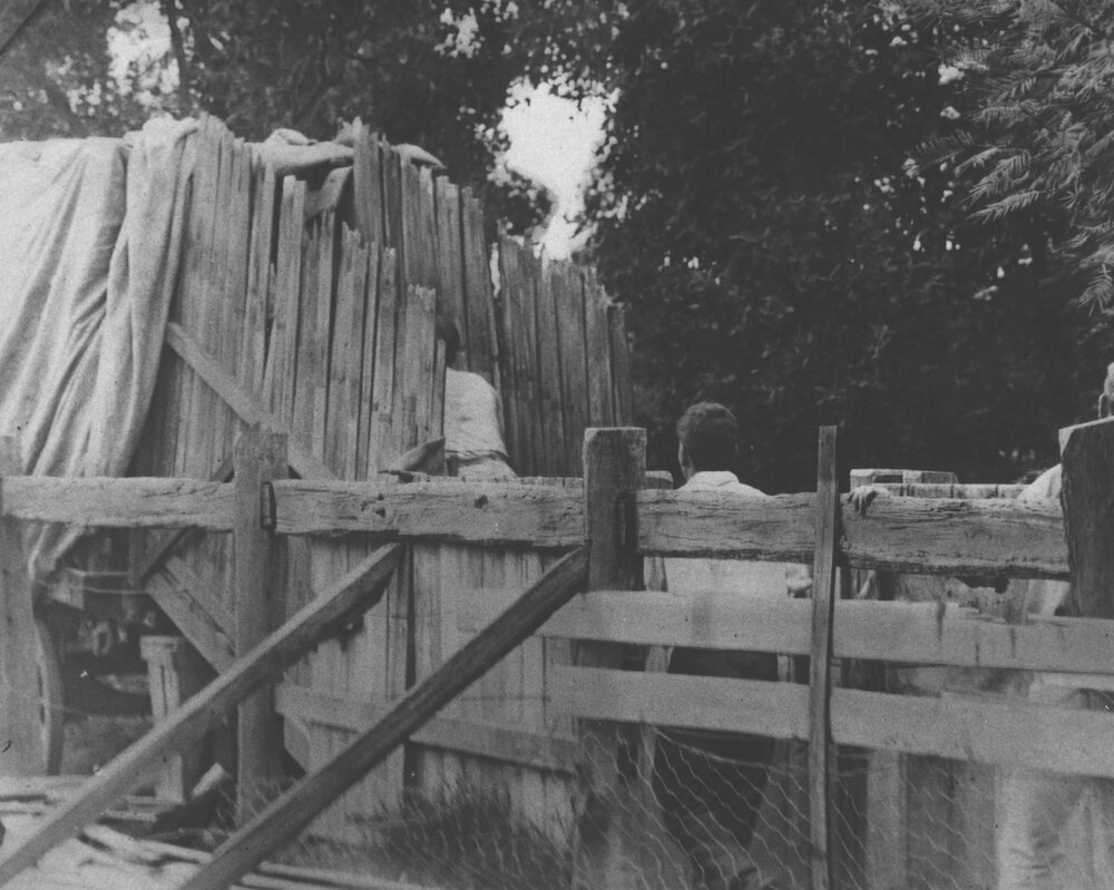 Students loading ostriches into a covered wagon [Hawkesbury Agricultural College (HAC)]