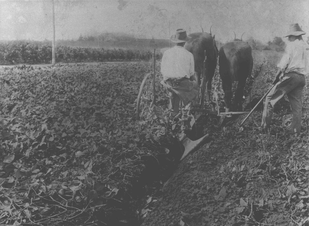 Students ploughing in a nutrient crop with a two-horse team [Hawkesbury Agricultural College (HAC)]