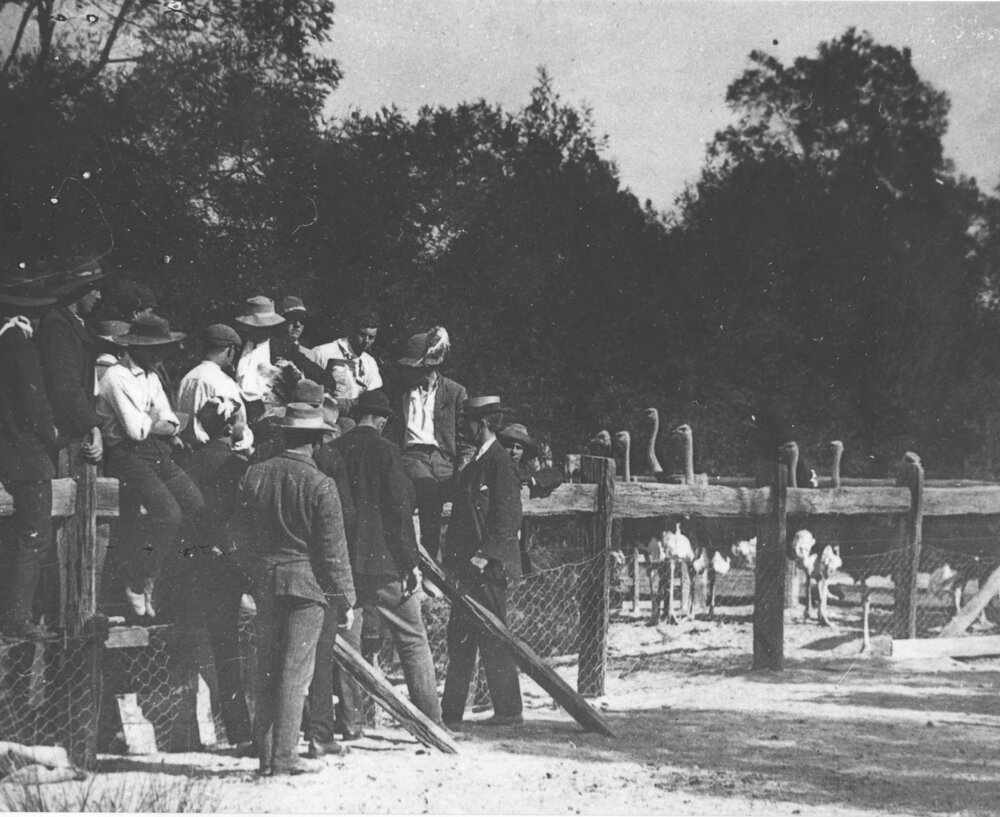 Students under instruction outside ostrich pen [Hawkesbury Agricultural College (HAC)]
