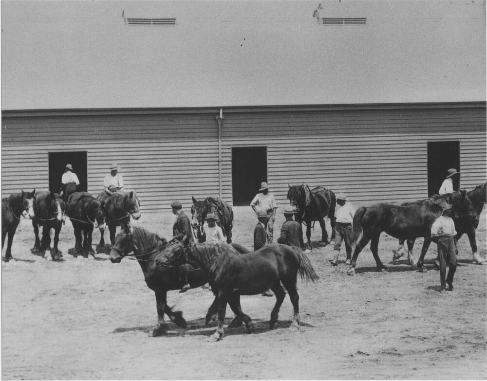 Students with working horses inside Stable Square [Hawkesbury Agricultural College (HAC)]