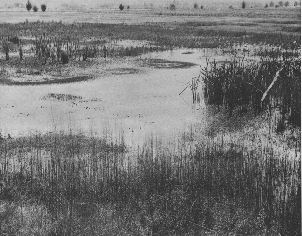 Swamp near the College [Hawkesbury Agricultural College (HAC)]
