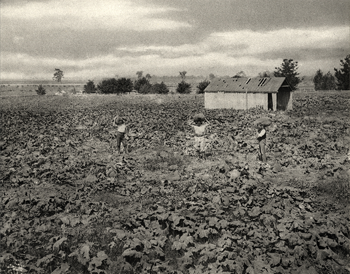 Three students standing in a field, each holding a large melon on their shoulder [Hawkesbury Agricultural College (HAC)]