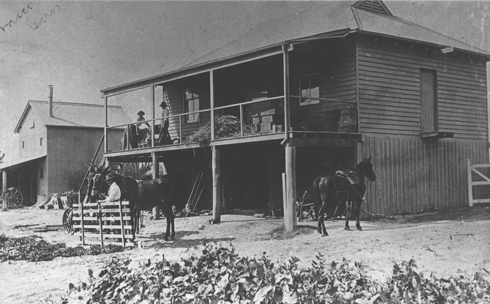 Tobacco Curing Shed (left) and Seed &amp; Fertiliser Shed [Hawkesbury Agricultural College (HAC)]