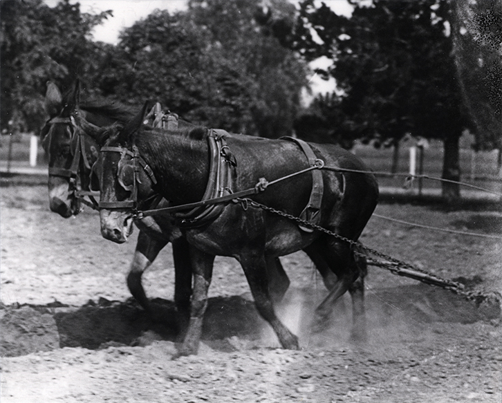 Two mules harnessed and working in a paddock [Hawkesbury Agricultural College (HAC)]