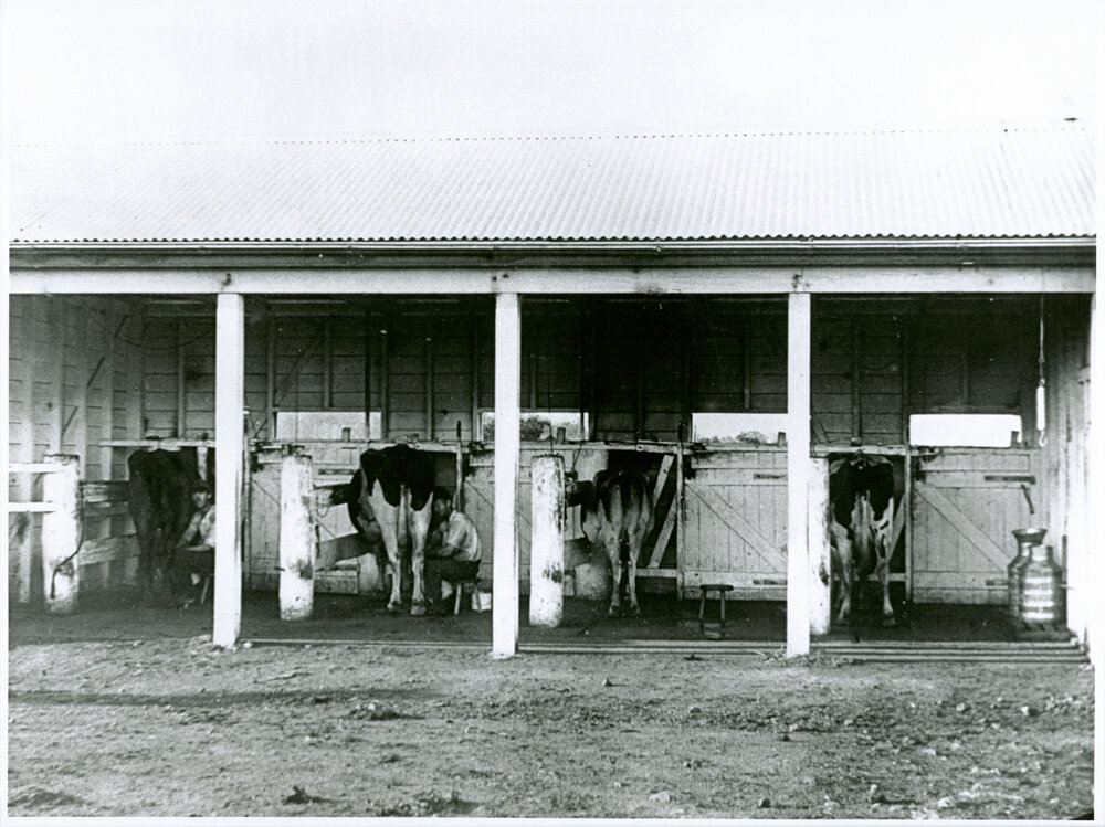 Two students milking cows by hand - there are four cows in the stalls of the open shed [Hawkesbury Agricultural College (HAC)]