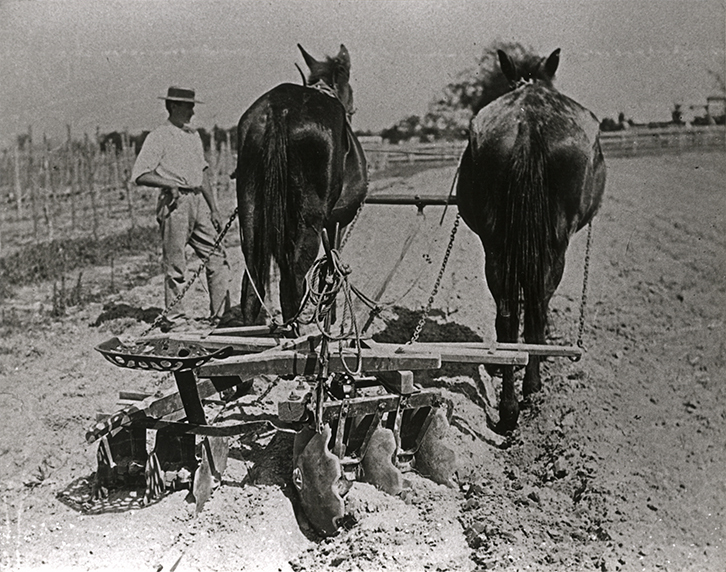 Two-mule team pulling a disc plough - a student standing to one side [Hawkesbury Agricultural College (HAC)]